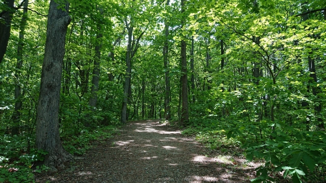リソルの森のイメージ写真