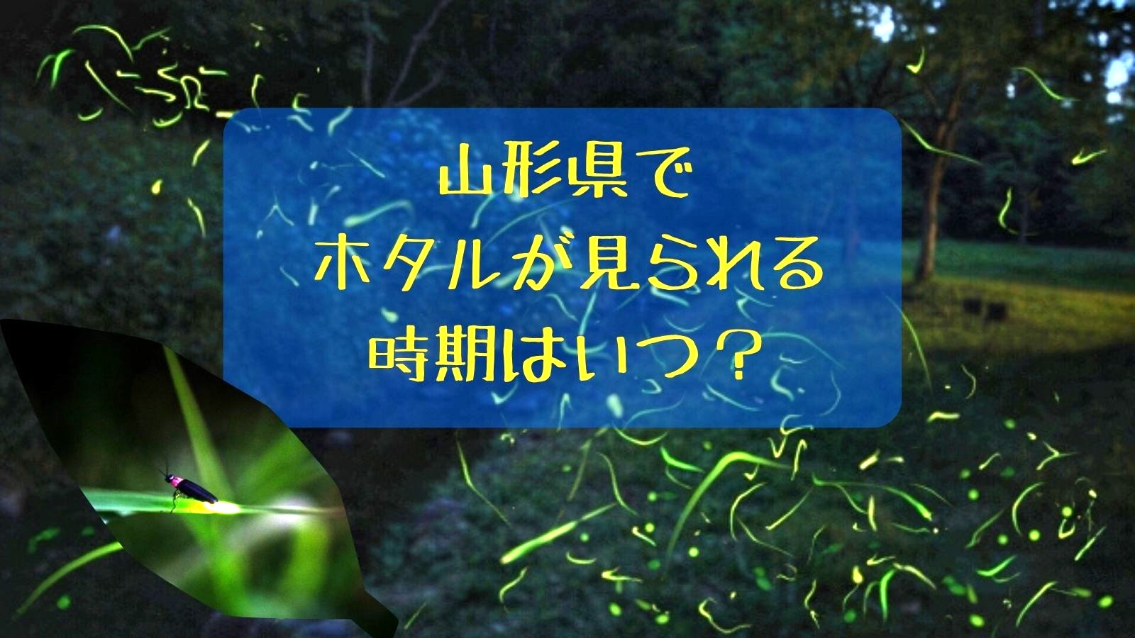 山形県でホタルが見られる時期はいつ？