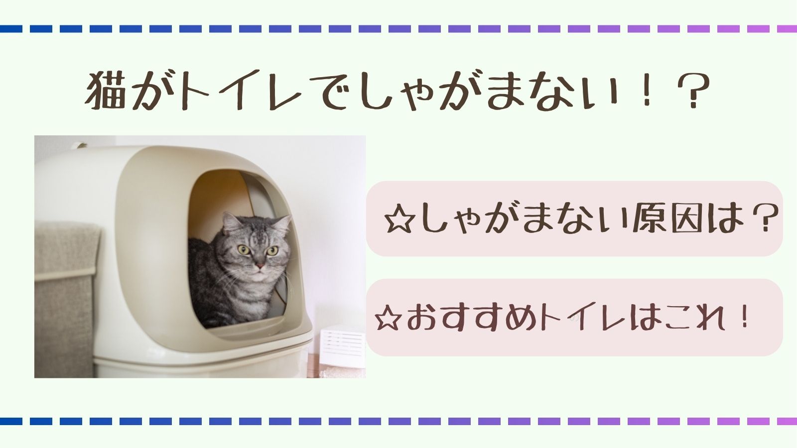 ネコがトイレでしゃがまない、しゃがまない原因としゃがまない猫におすすめのトイレを紹介します