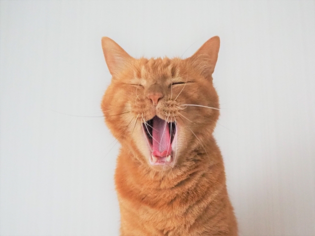 叫ぶ猫