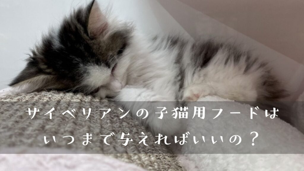 サイベリアンの子猫用フードはいつまで与えればいいの？