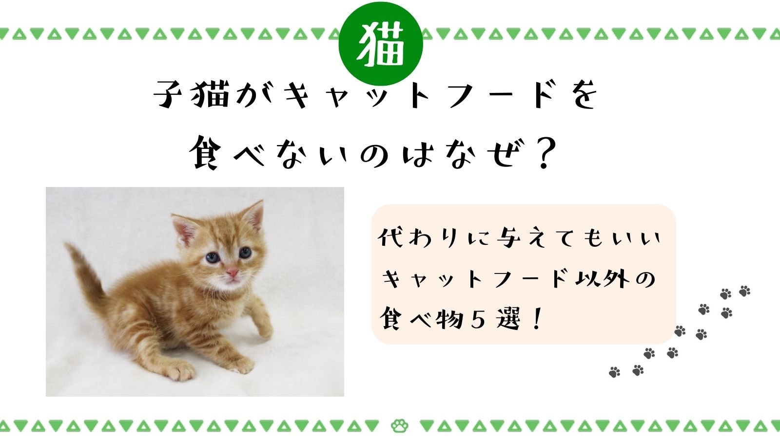 子猫がキャットフードを食べないのはなぜ？代わりに与えてもいいキャットフード以外の食べ物５選！