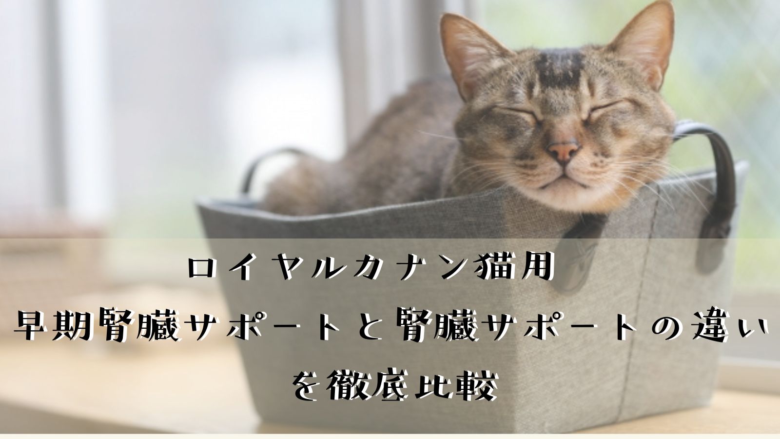 ロイヤルカナン猫用早期腎臓サポートと腎臓サポートの違いを徹底比較