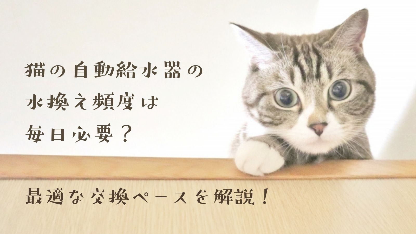 猫の自動給水器の水換えは毎日必要？