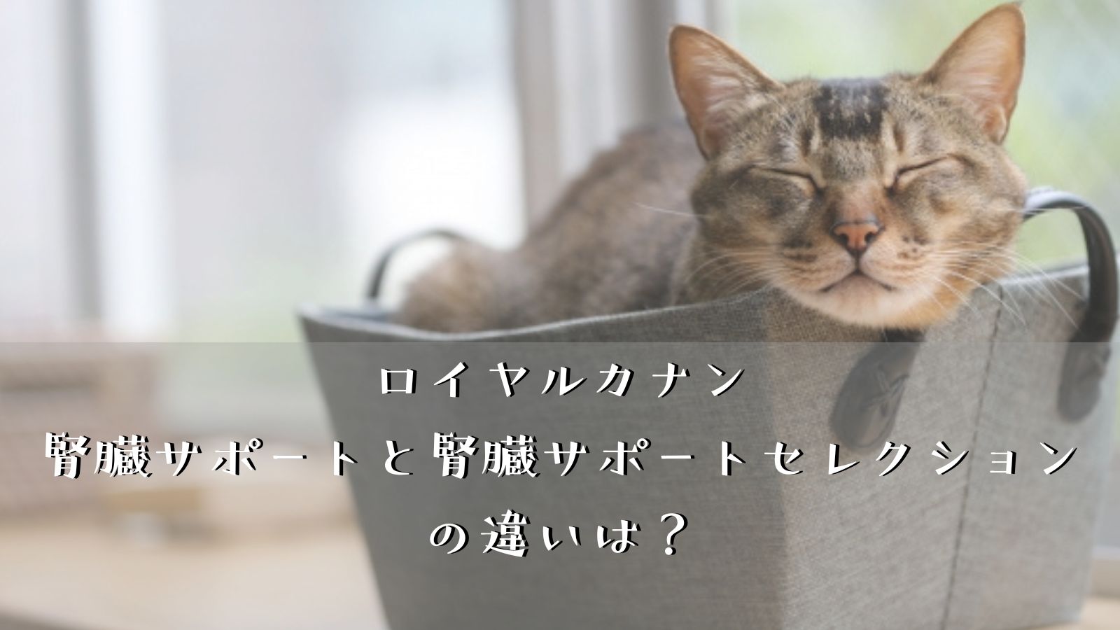 ロイヤルカナン腎臓サポートと腎臓サポートセレクション（猫用）の違いは？